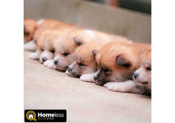 תמונה 2 ,כלבים אקיטה יפני   אקיטה אינו למכירה בהקריות