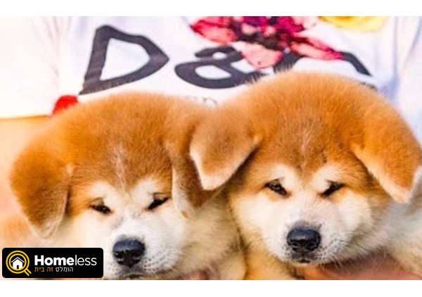 תמונה 1 ,כלבים אקיטה יפני   גורי אקיטה יפני גזעיים  למכירה באלון הגליל