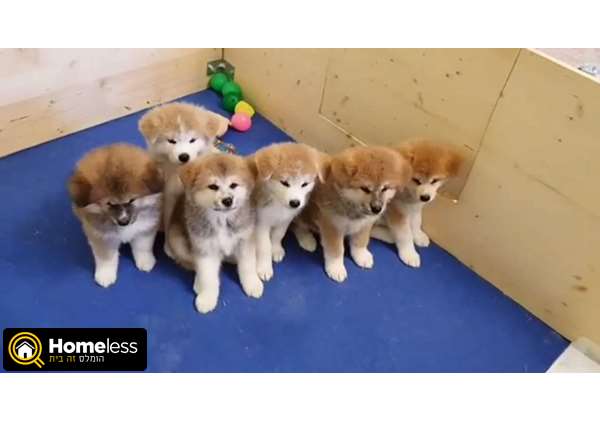 תמונה 2 ,כלבים אקיטה יפני   גורי אקיטה יפני גזעיים  למכירה באלון הגליל
