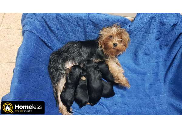תמונה 1 ,כלבים יורקשייר טרייר   יורקשר למכירה באור עקיבא