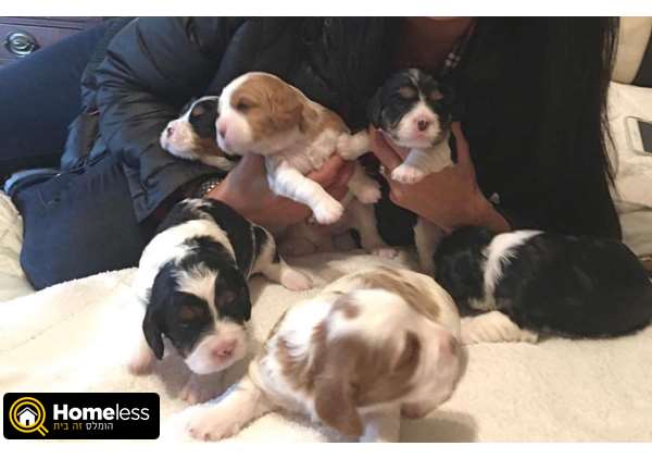תמונה 3 ,כלבים קבליר קינג צארלס ספנייל   גורים קינג צ׳ארלס למכירה בהקריות