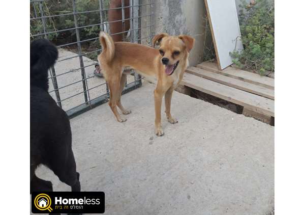 תמונה 1 ,כלבים צ`יוואווה   ציוואוה בשילוב פקינז למכירה בקרית גת