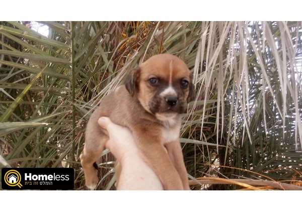 תמונה 1 ,כלבים פאג   גור פאג למכירה בקרית גת