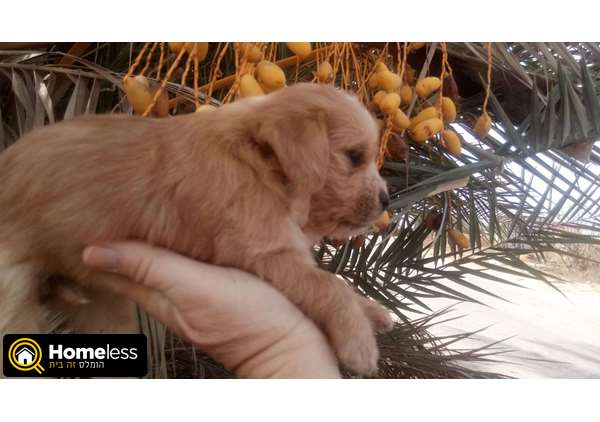 תמונה 3 ,כלבים שי צו   גורת שיצו למכירה בקרית גת