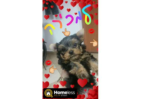 תמונה 2 ,כלבים יורקשייר טרייר   גורים  למכירה בתל אביב 