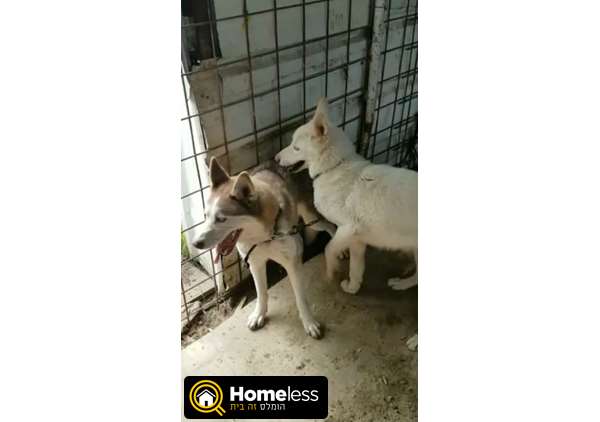 תמונה 4 ,כלבים האסקי סיביר   לאקי לוסי למכירה בעכו