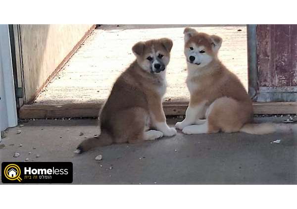 תמונה 1 ,כלבים אקיטה יפני   גורי אקיטה אינו למכירה בנתניה