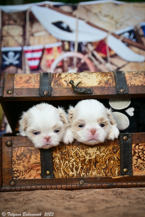 תמונה 3 ,כלבים צ`ין יפני   צ'ין יפני  למכירה באור יהודה