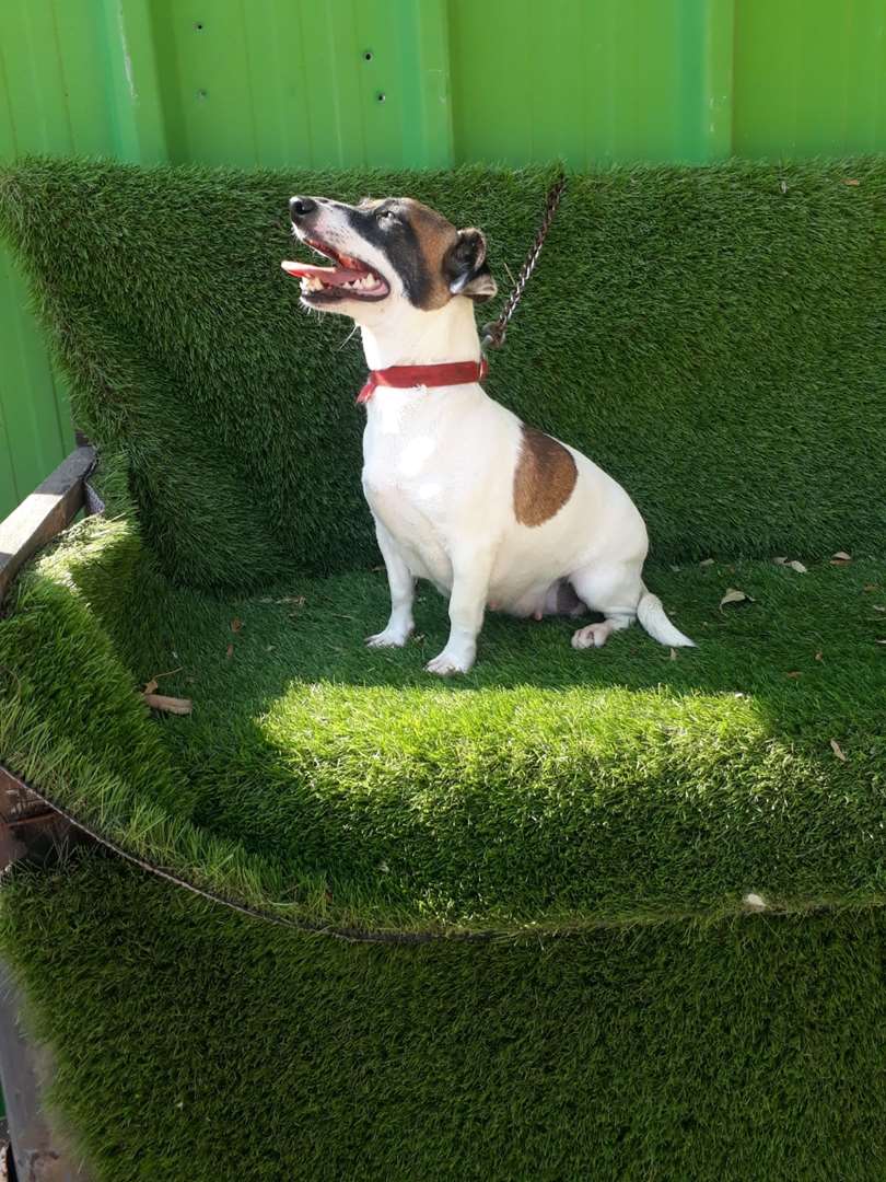 תמונה 1 ,כלבים גק ראסל טרייר   ג למכירה בכרמיאל