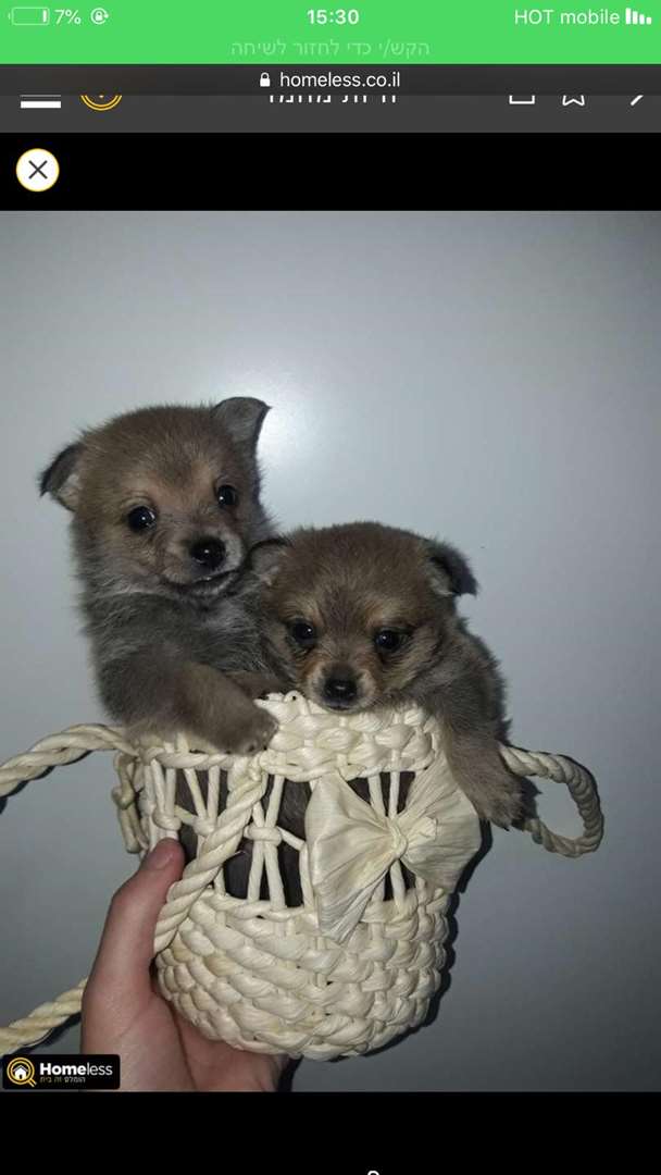 תמונה 1 ,כלבים פומרניאן   ממ למכירה בנצרת עילית
