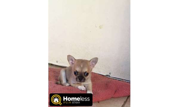 תמונה 1 ,כלבים צ`יוואווה   גורים למכירה  למכירה בשלומי