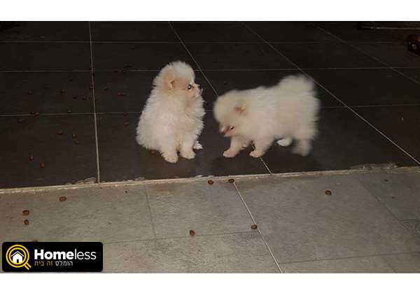 תמונה 1 ,כלבים פומרניאן   גוצ’י  למכירה בראשון לציון