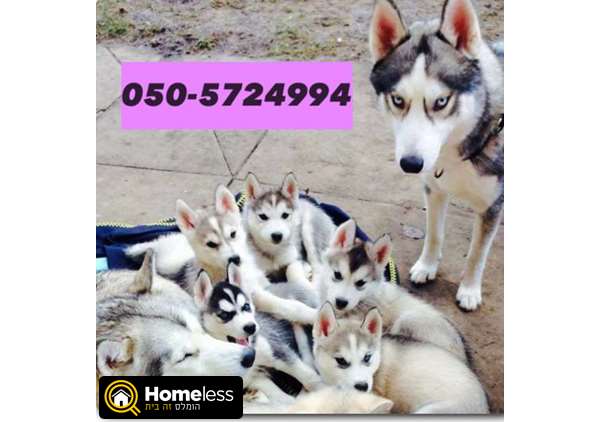 תמונה 1 ,כלבים האסקי סיביר   האסקי למכירה ברווחה