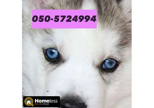 תמונה 2 ,כלבים האסקי סיביר   האסקי למכירה ברווחה