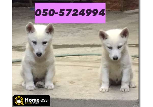 תמונה 3 ,כלבים האסקי סיביר   האסקי למכירה ברווחה