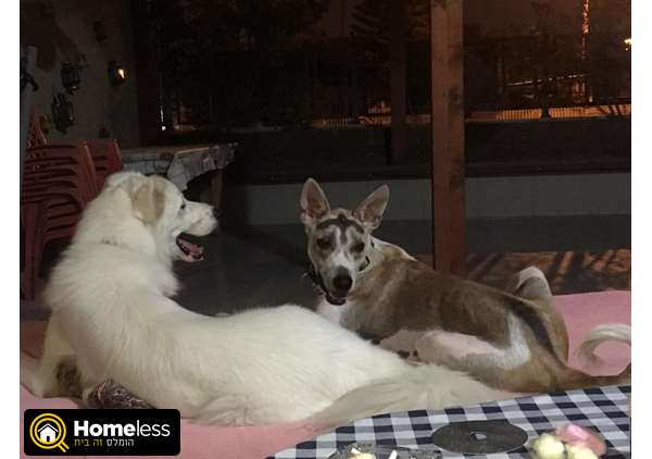 תמונה 1 ,כלבים אחר   פנסיון ביתי דוגסיטינג בבאר שבע