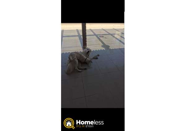 תמונה 2 ,כלבים אחר   פנסיון ביתי דוגסיטינג בבאר שבע