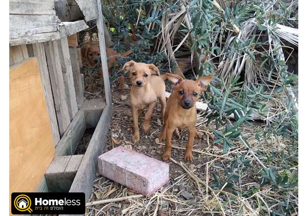 תמונה 1 ,כלבים פינצ`ר ננסי   פינצ'ר ננסי למכירה בקרית גת