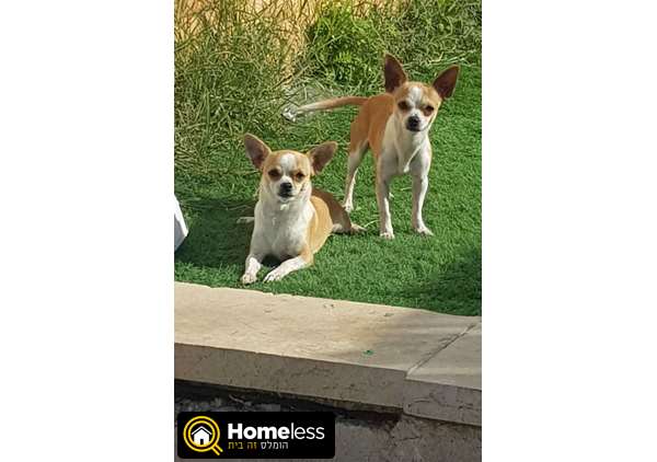 תמונה 4 ,כלבים צ`יוואווה   ליצ'י וטוי למכירה באור עקיבא