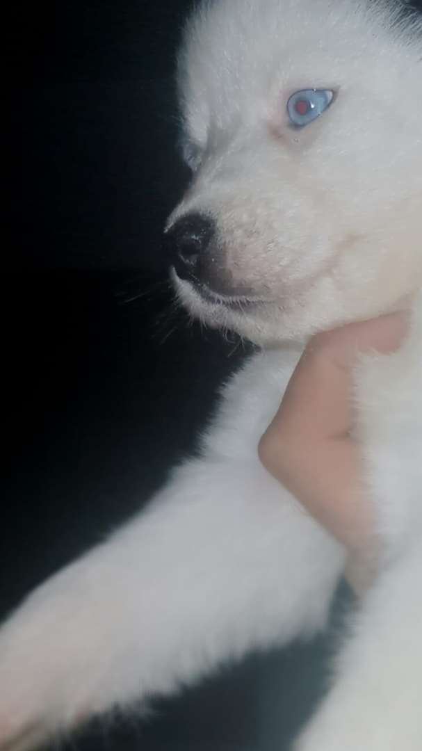 תמונה 1 ,כלבים האסקי סיביר   לאקי לוסי למכירה בעכו