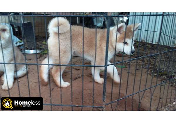 תמונה 1 ,כלבים אקיטה יפני   גורי אקיטה יפני למכירה ברמת גן