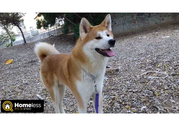 תמונה 2 ,כלבים אקיטה יפני   גורי אקיטה יפני למכירה ברמת גן