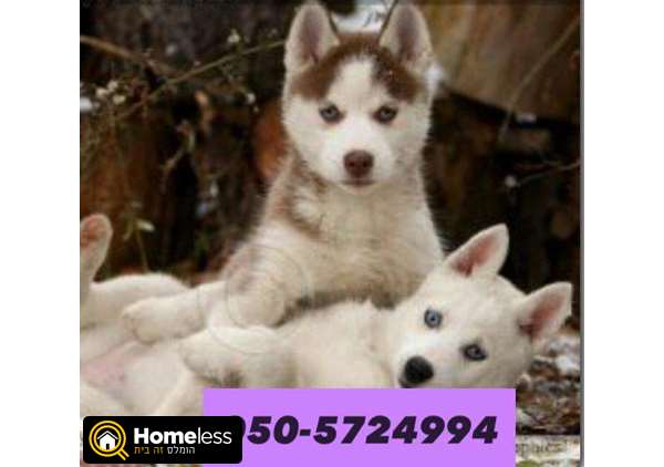 תמונה 1 ,כלבים האסקי סיביר   האסקי למכירה בקרית גת