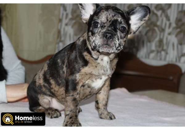 תמונה 1 ,כלבים בולדוג צרפתי   יוליה למכירה בפתח תקווה 