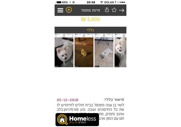 תמונה 1 ,כלבים פומרניאן   לואי למכירה בתל אביב