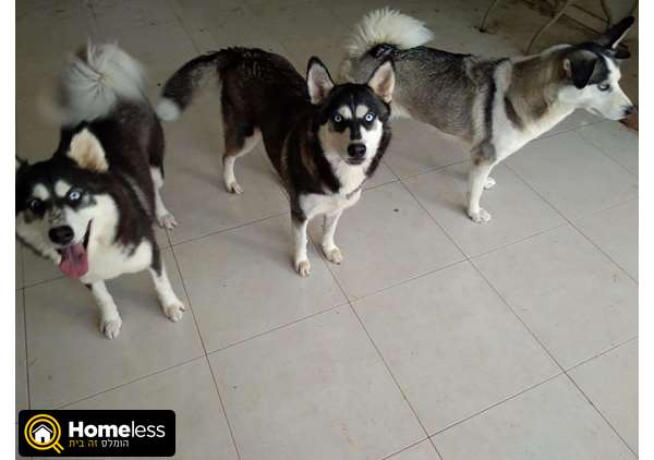 תמונה 1 ,כלבים האסקי סיביר   האסקי סיבירי למכירה בקרית גת