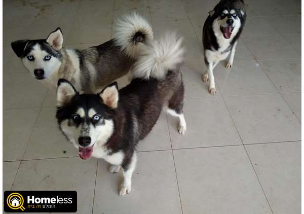 תמונה 2 ,כלבים האסקי סיביר   האסקי סיבירי למכירה בקרית גת