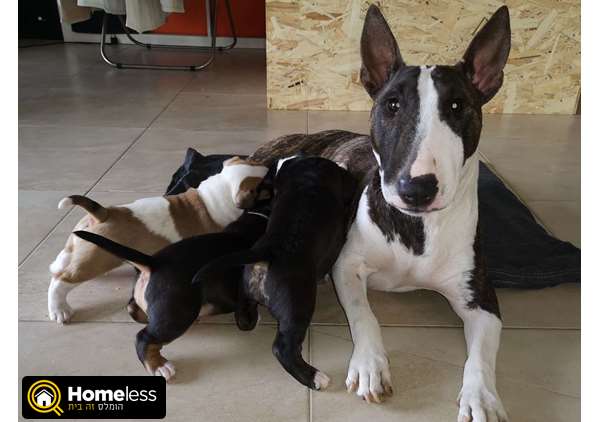 תמונה 1 ,כלבים אחר   בול טרייר ננסי  למכירה בחיפה
