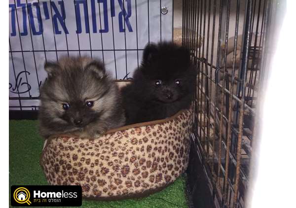 תמונה 1 ,כלבים פומרניאן   פומראניין למכירה בבית שאן