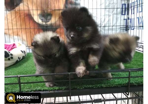 תמונה 3 ,כלבים פומרניאן   פומראניין למכירה בבית שאן