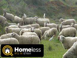 תמונה 1 ,חיות משק כבשים   כבש למכירה בירושלים