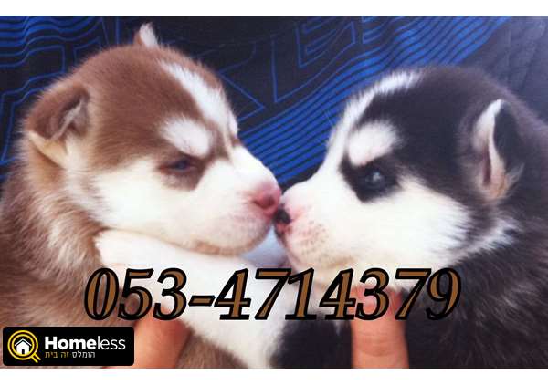 תמונה 1 ,כלבים האסקי סיביר   גורים למכירה בנתניה