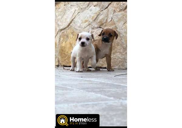 תמונה 1 ,כלבים גק ראסל טרייר   גורים למכירה בשפרעם