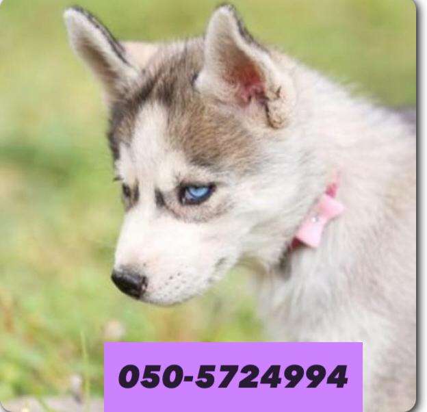 תמונה 3 ,כלבים האסקי סיביר   האסקי למכירה ברווחה