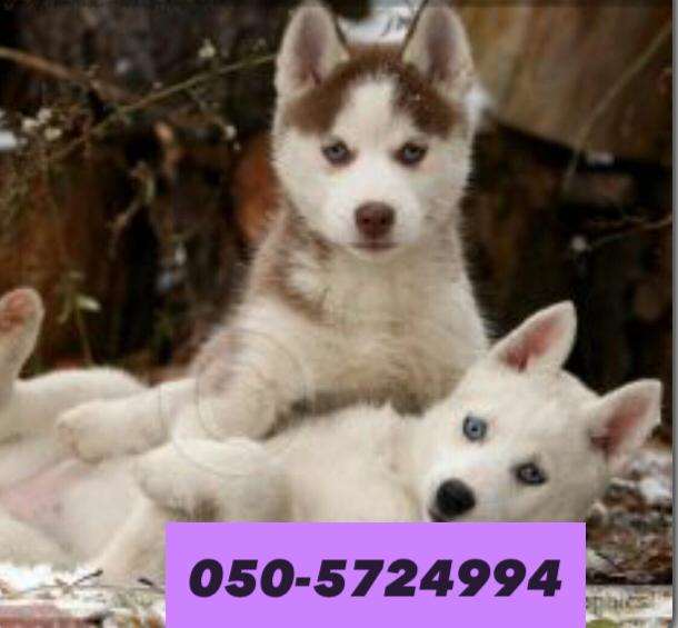 תמונה 4 ,כלבים האסקי סיביר   האסקי למכירה ברווחה
