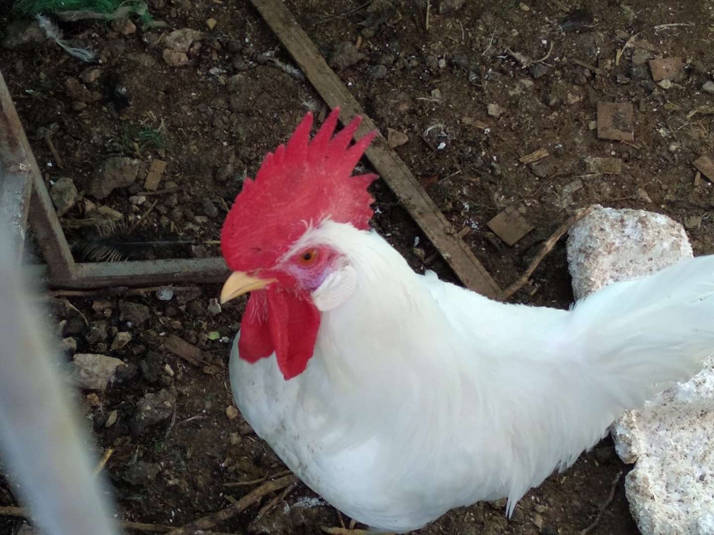 תמונה 1 ,תוכים ובעלי כנף אחר   תרנגול למכירה בקרית גת