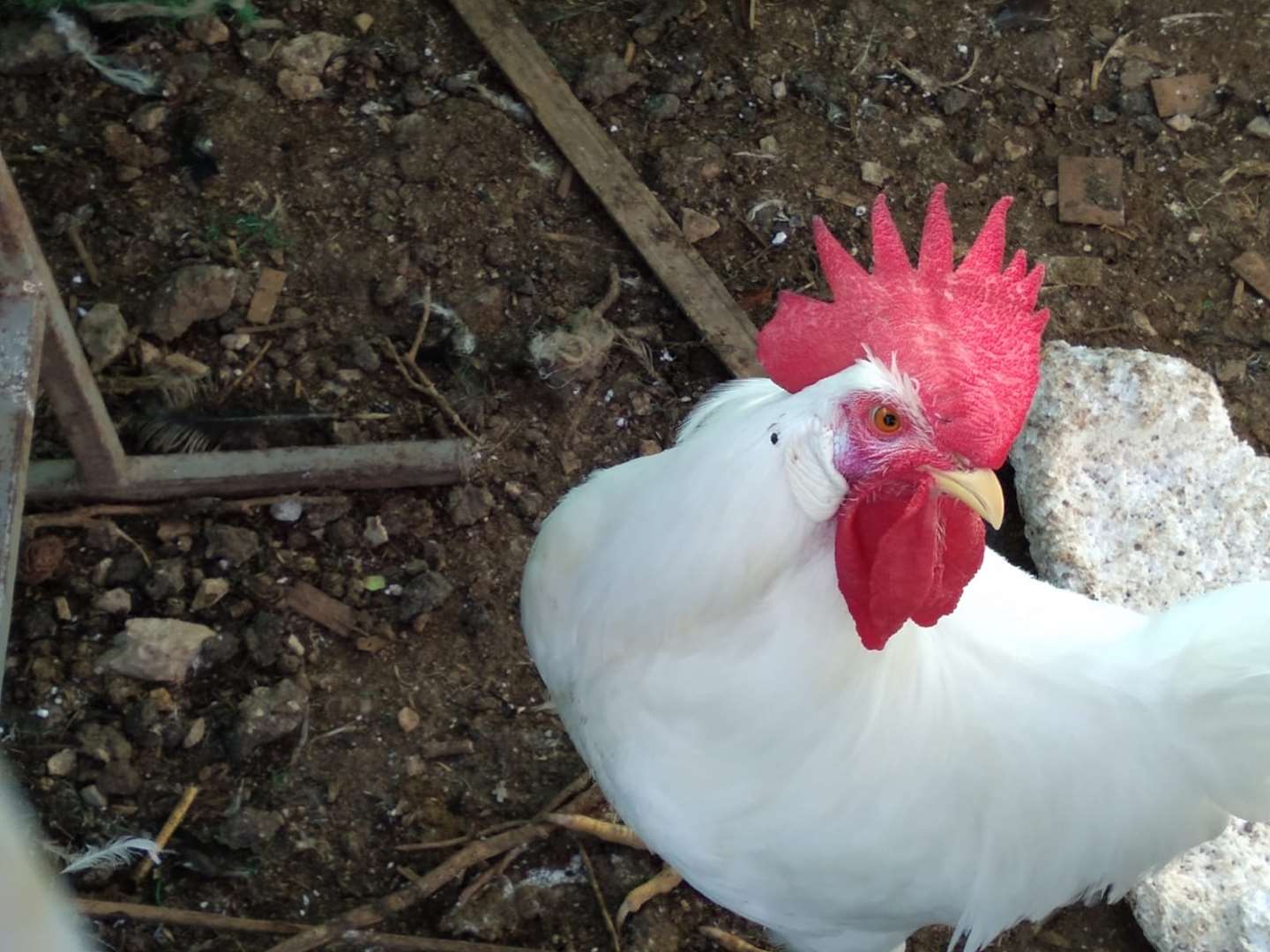 תמונה 2 ,תוכים ובעלי כנף אחר   תרנגול למכירה בקרית גת