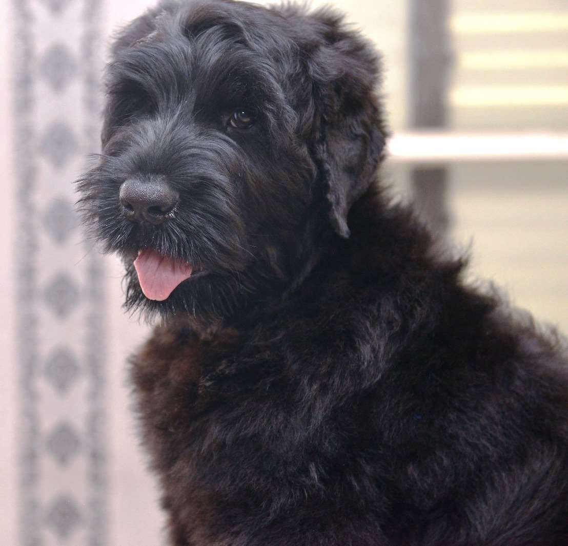 Черный рус. Black Russian Terrier. Породная стрижка черного терьера. Терьер черный маленький. Трубецкой терьер.