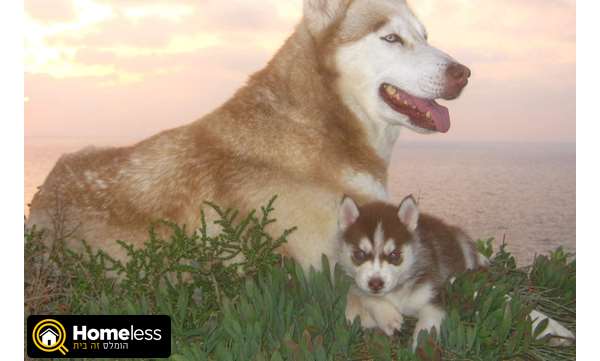 תמונה 1 ,כלבים האסקי סיביר   האסקי למכירה בנתניה