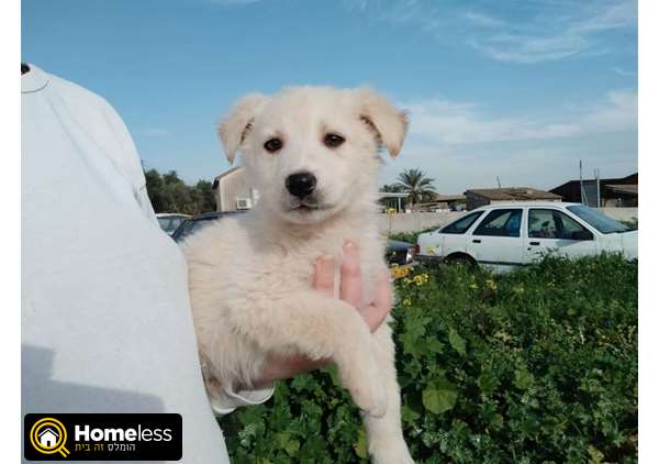 תמונה 1 ,כלבים גולדן רטריבר   גור גולדן למכירה בקרית גת