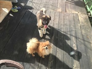 כלבים אקיטה יפני  