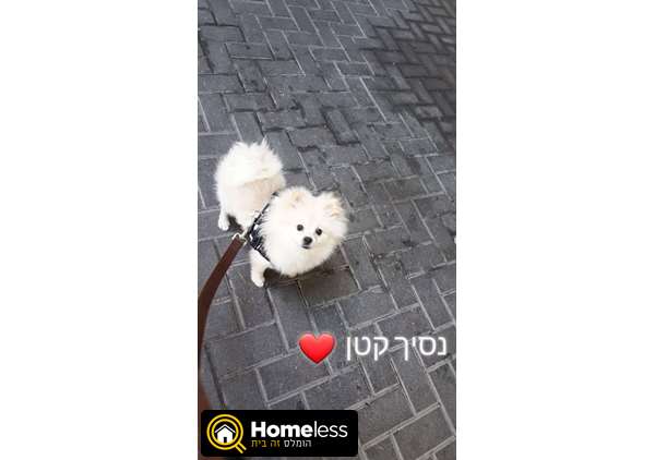 תמונה 1 ,כלבים פומרניאן   ליאו למכירה בירושלים