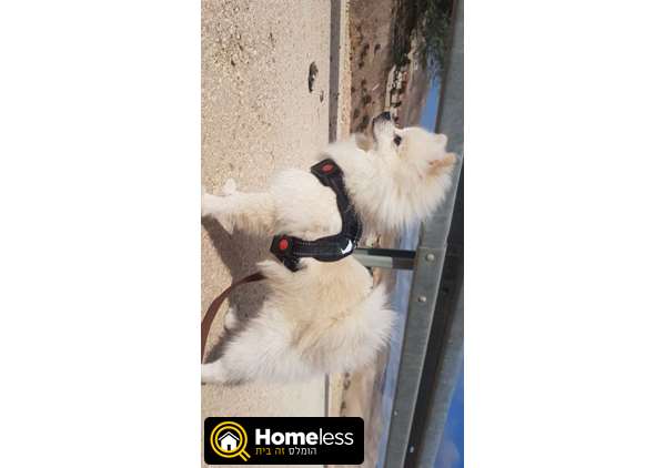 תמונה 2 ,כלבים פומרניאן   ליאו למכירה בירושלים