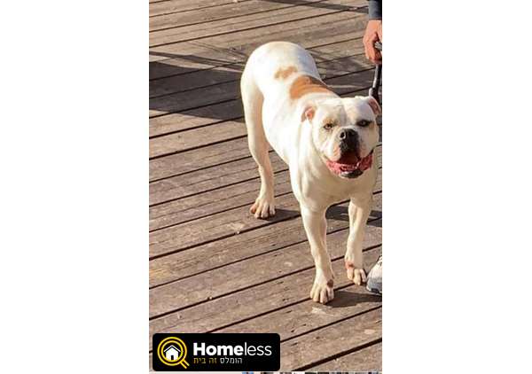 תמונה 2 ,כלבים אחר   בולדוג אמריקאי  למכירה במושב דבורה 