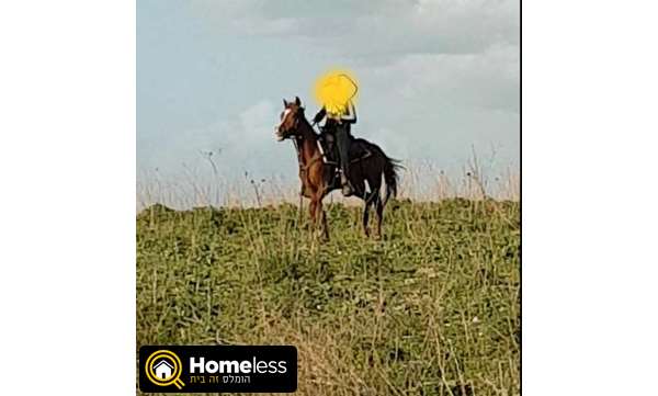 תמונה 1 ,סוסים ערבי   סוסה  למכירה בטמרה