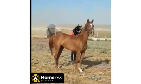 תמונה 2 ,סוסים ערבי   סוסה  למכירה בטמרה